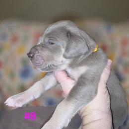 Great Dane Puppies from Heartfelt Danes