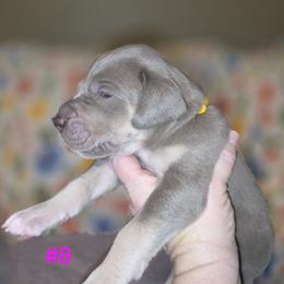 Great Dane Puppies from Heartfelt Danes