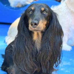 Faygo - Dachshund