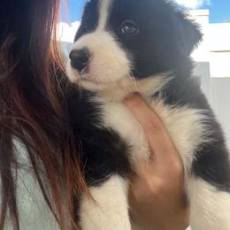 Border Collie puppies from DAKOZEN