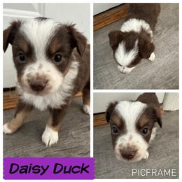 Daisy Duck - Red tri female Toy Australian Shepherd puppy in Menan, Idaho from Teton Toy Aussies