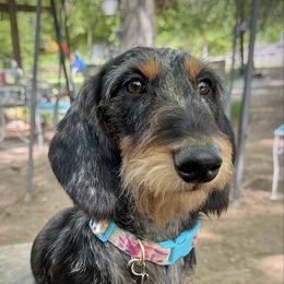 Queenie - Dachshund