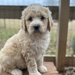 Girl 4 - Sable Bernedoodle puppy in Yatesville, Georgia from High Hopes Doodles