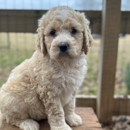 Girl 4 - Sable Bernedoodle puppy in Yatesville, Georgia from High Hopes Doodles