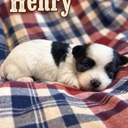 Henry - Parti male Yorkshire Terrier puppy in Goode, Virginia from Glass Hill Yorkies