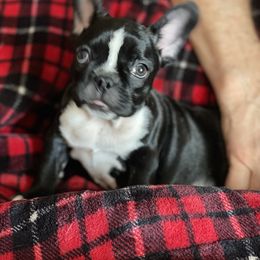 Boston Terrier and French Bulldog Puppies from High Plains Bullies