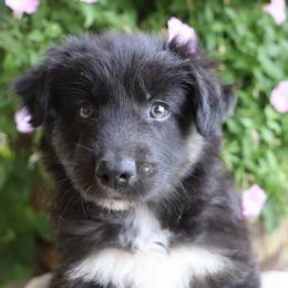 Ripper - Black tri-color male Australian Shepherd puppy in Hillsboro, Ohio from Sugar Grove Farms