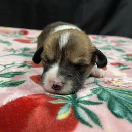 Dragonfly - Red male Pembroke Welsh Corgi puppy in Barstow, California from Caldwell’s Corgis of Southern California