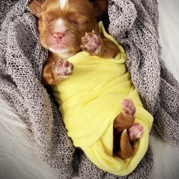 Girl 2 - Cavapoo puppy in Spokane, Washington from Treasured Cavaliers of the Pacific Northwest