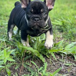 French Bulldog Puppies from Small Batch Frenchies