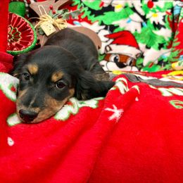 Prancer - Black and tan male Dachshund puppy in New Braunfels, Texas from Wurst Doxies