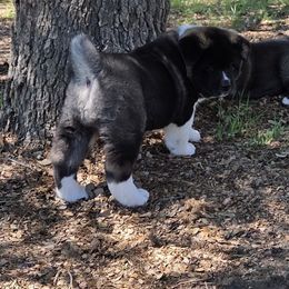 Akita Puppies from Folklore Akitas
