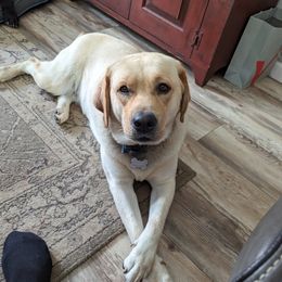 Charlie - Labrador Retriever