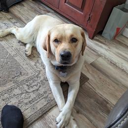 Charlie - Labrador Retriever