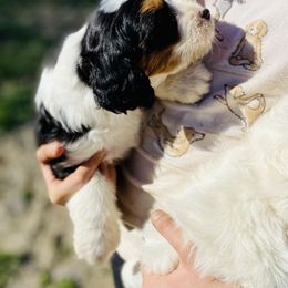 Aussiedoodle and Bernedoodle Puppies from North Mountain Doodles