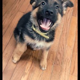 Girl 1 - Black and red German Shepherd puppy in La Grange, Missouri from Blick's German Shepherds
