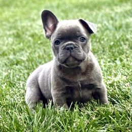 French Bulldog Puppies from Clay Acres Frenchies