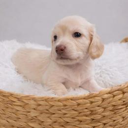 Cream Male  - Limited AKC - Cream male Dachshund puppy in Nashville, Tennessee from Farmhouse Sausages - Located in TN delivers all over US