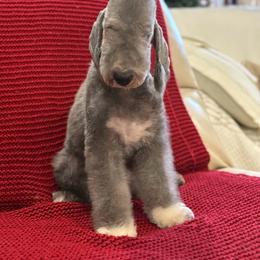 Boy 2 - Blue male Bedlington Terrier puppy in Dunbar, Pennsylvania from Anolani