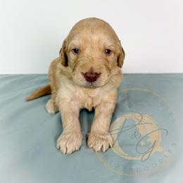 Henry (green collar) - Apricot male Goldendoodle puppy in Murrieta, California from Apricot Poodles & Goldendoodles, LLC