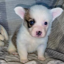 Apple - Sable female Pembroke Welsh Corgi puppy in New Hampshire from Muddy Paws Corgis