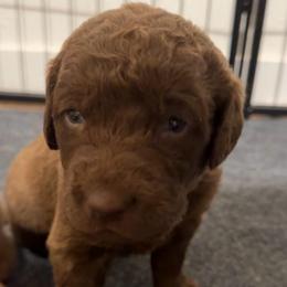Light Blue - Brown female Chesapeake Bay Retriever puppy in Lewiston, Utah from Bellus Chesapeakes