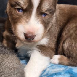 Sarge - Red and white male Siberian Husky puppy in East Tawas, Michigan from BurnsBerg's Woolies