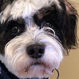 Bernedoodles from Mini Bernedoodles by Ziva & Zac