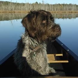 Goldendoodles and Wirehaired Pointing Griffons from Ole Poor Farm