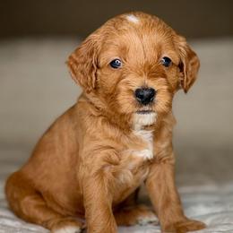 Puppy 4-PINK Collar (BOY) - Apricot male Goldendoodle puppy in Portland, Oregon from Smith Family Doodles