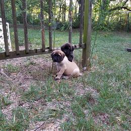 Mastiff Puppies from Hug-A-Mug Mastiffs
