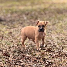 Male 2 - Red male American Staffordshire Terrier puppy in St. Augustine, Florida from LBK & Ancient City