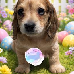 Boy 1 - Cream male Dachshund puppy in Houston, Texas from L&L 4D Dancer’s Dachshunds