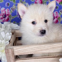 Anthony - White Pomsky puppy in Connecticut from Elle Pomsky