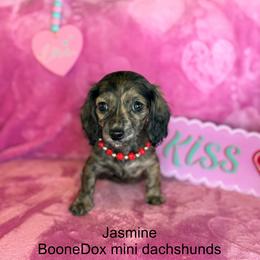 Jasmine - Brindle female Dachshund puppy in Lexington, Oklahoma from BooneDox Miniature Dachshunds
