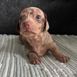 Pongo - Dapple male Dachshund puppy in Ocala, Florida from Weenie Boops