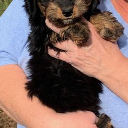 Dachshunds from Val’s Pals