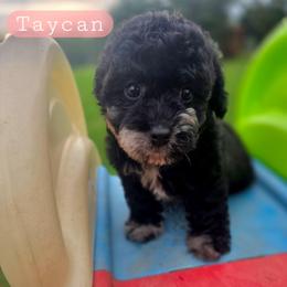 T a y c a n - female Cavapoochon puppy in Bullard, Texas from Cavapoochon Central LLC