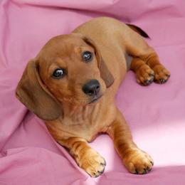 Masha - Red female Dachshund puppy in Meridian, Idaho from Lucy’s Dachshund Home