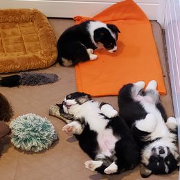 Pembroke Welsh Corgi Puppies from The Clever Corgi