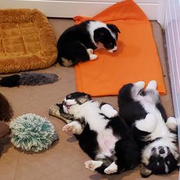 Pembroke Welsh Corgi Puppies from The Clever Corgi