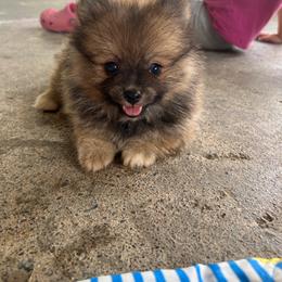 Larry - Red sable male Pomeranian puppy in Clinton, Tennessee from Liza’s Aussies & Poms