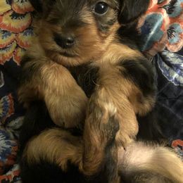 Yorkshire Terrier Puppies from Sharon Gellerman's Yorkshire Terriers
