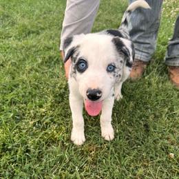 Pluto (Grey Collar) - White and blue merle male Border Collie puppy in Lula, Georgia from Silver Creek Ridge