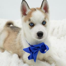 Arctic - Gray and white male Siberian Husky puppy in Elmwood Park, Illinois from HuskiesWithFinesse