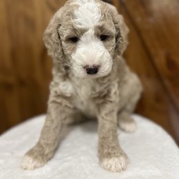 Boo - Brown and white male Bernedoodle puppy in Jacksonville, Florida from Star of the Sea Doodles