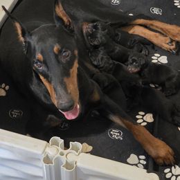 Boy 1 - Black and rust male Doberman Pinscher puppy in Vale, North Carolina from Von Katzenstein Kennel