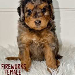 Fireworks - Merle female Bernedoodle puppy in Beecher, Illinois from Erica’s Doodles