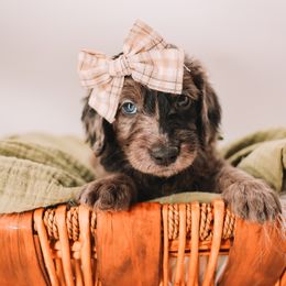 Teal Girl - Merle female Goldendoodle puppy in Mckinney, Texas from Doodles of North Tx