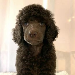 Poodles from Marsway Poodles